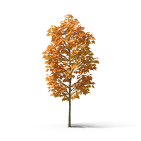 秋天的nicamore树PNG和PSD图像