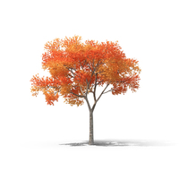 Fall Tree PNG & PSD Images