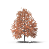Autumn Tree PNG & PSD Images