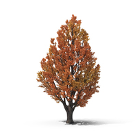 Autumn Tree PNG & PSD Images
