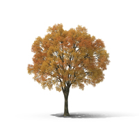 秋天树PNG和PSD图像