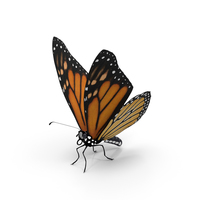 Monarch Butterfly PNG & PSD Images
