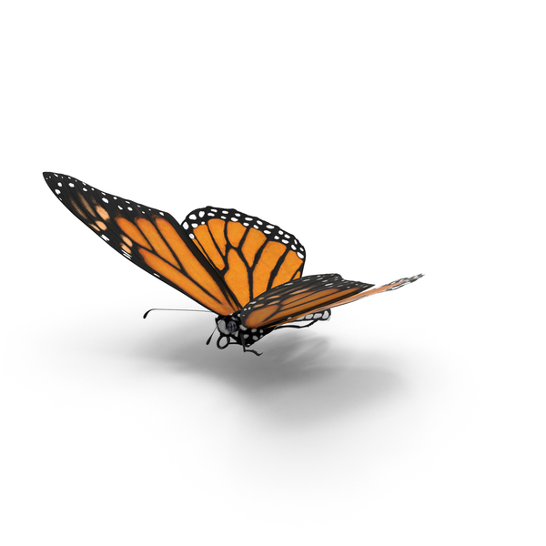 Monarch Butterfly PNG & PSD Images