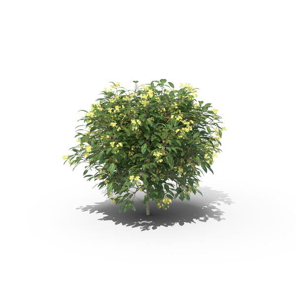 Allamanda PNG & PSD Images
