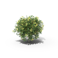 Allamanda PNG和PSD图像
