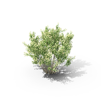 Coyote Brush PNG & PSD Images