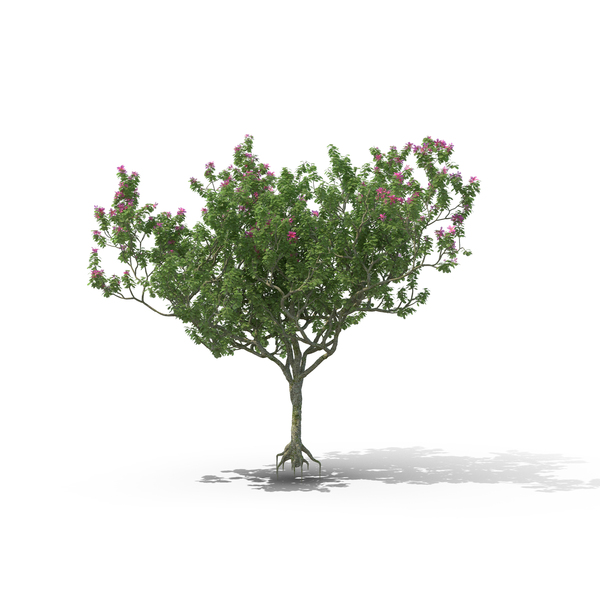 Hong Kong Orchid Tree PNG & PSD Images