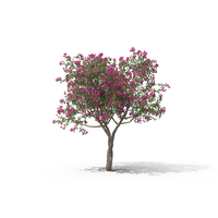 Bougainvillea Tree PNG & PSD Images