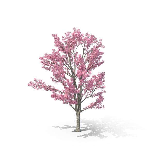 Pink Shower Tree PNG & PSD Images