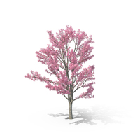 Pink Shower Tree PNG & PSD Images