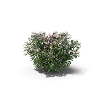 Madagascar Periwinkle PNG & PSD Images