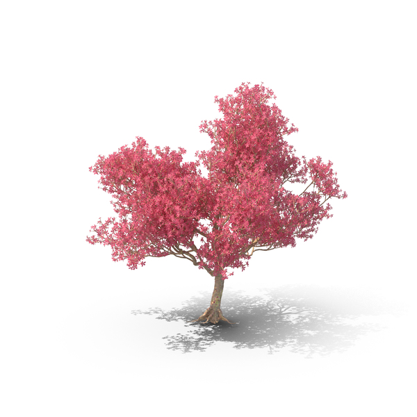 Silk Floss Tree PNG & PSD Images