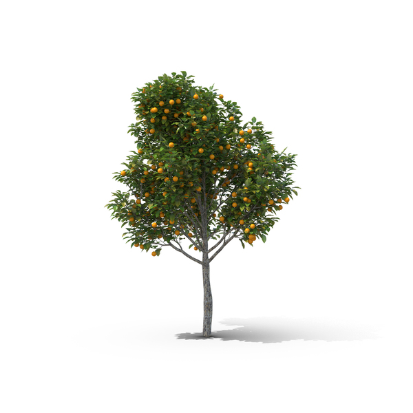 Orange Tree PNG & PSD Images