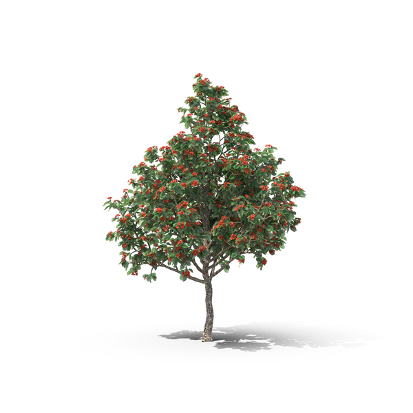 Geiger Tree PNG & PSD Images