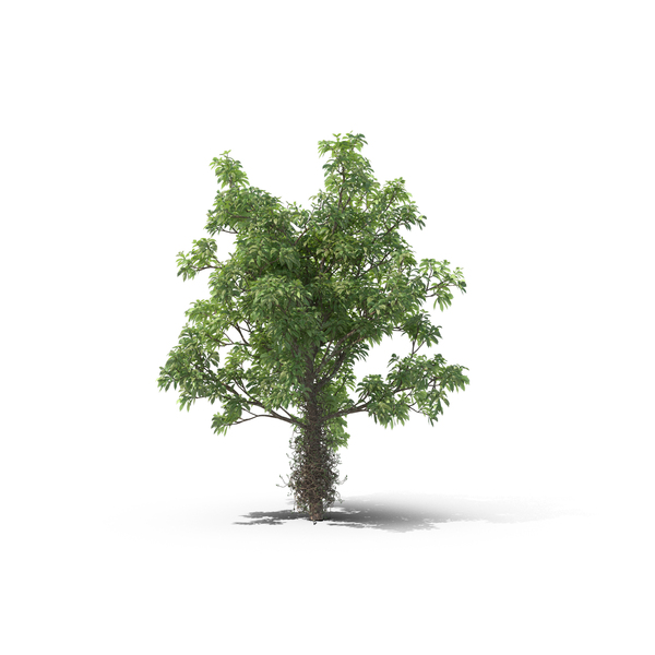 Cannonball Tree PNG & PSD Images