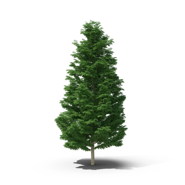 Leyland Cypress PNG & PSD Images