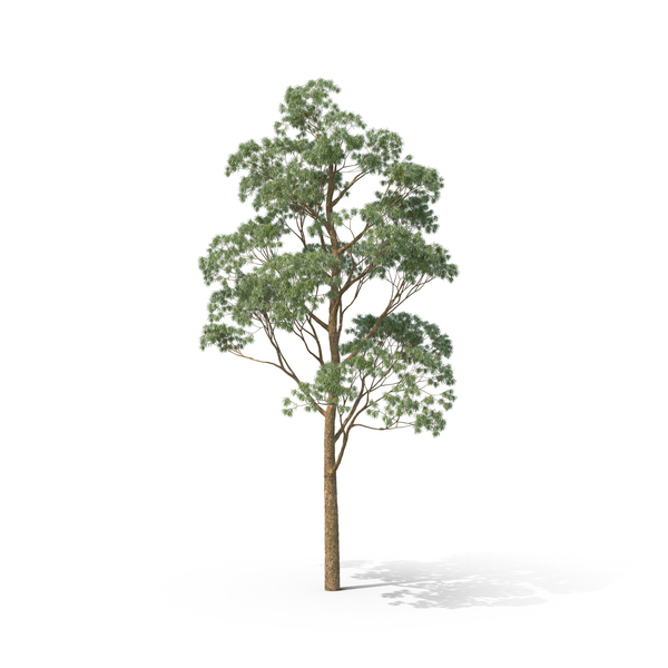 Cider Gum Tree PNG & PSD Images