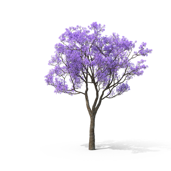 Blue Jacaranda PNG & PSD Images