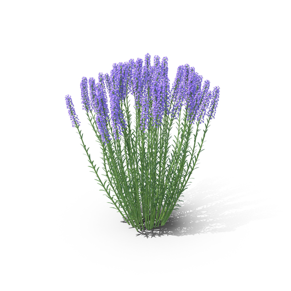 Lavender PNG & PSD Images