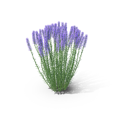 Plant PNG Images & PSDs for Download | PixelSquid