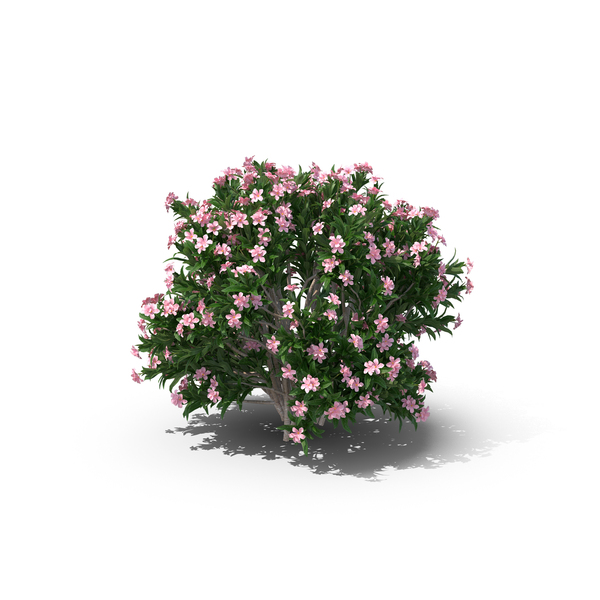 Little Red Oleander PNG & PSD Images