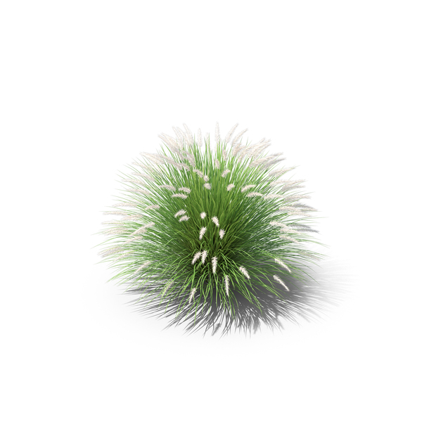 Fountain Grass PNG & PSD Images