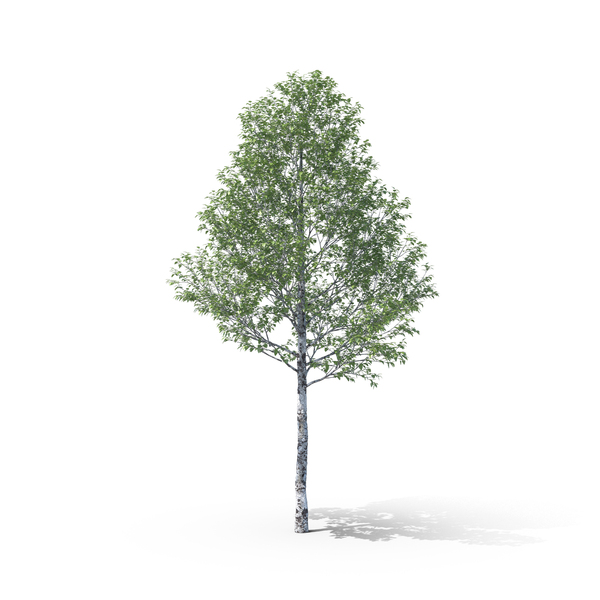 Silver Poplar PNG & PSD Images