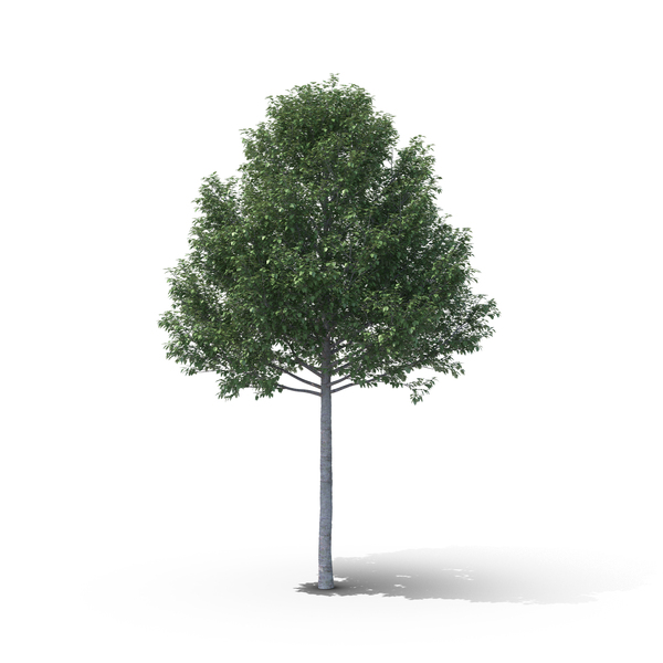 Silver Poplar PNG & PSD Images