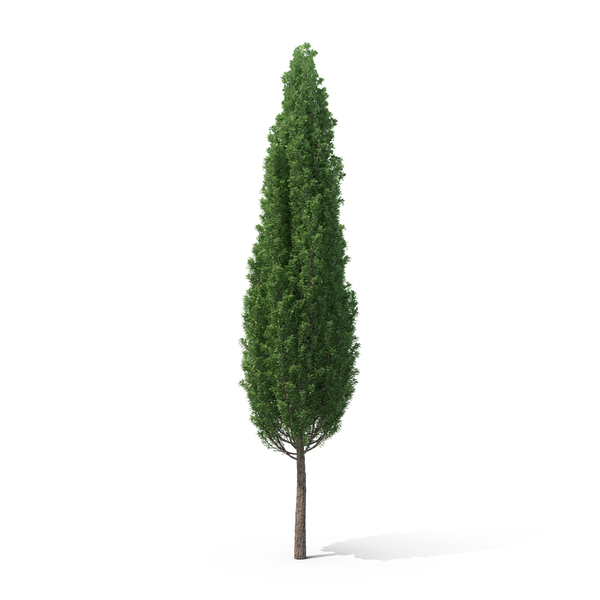 English Oak Tree PNG & PSD Images