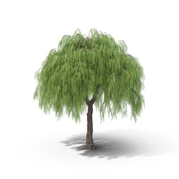 American Pepper Tree PNG & PSD Images