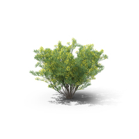 Silver Cassia PNG & PSD Images