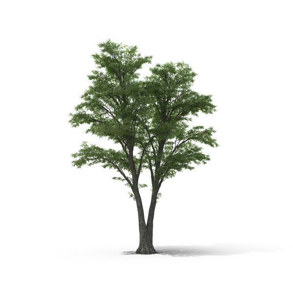 Tilia Tree PNG & PSD Images