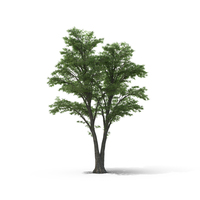 Tilia Tree PNG和PSD图像