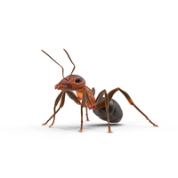 Ant PNG & PSD Images