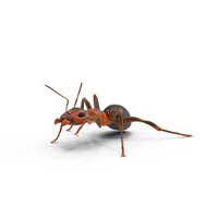 Ant PNG & PSD Images