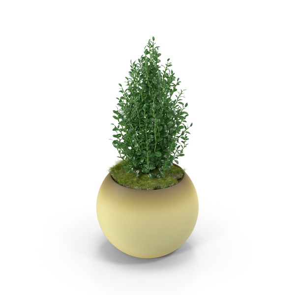 Thyme PNG & PSD Images