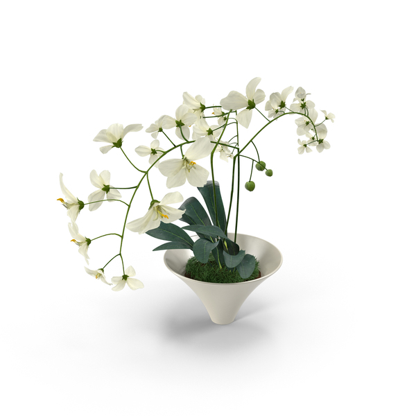 White Flowers in White Pot PNG & PSD Images