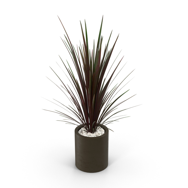 Spiky Red Plant in Brown Pot PNG & PSD Images