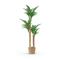 Houseplant PNG & PSD Images