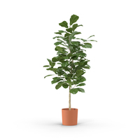 Small Tree in Pot PNG & PSD Images