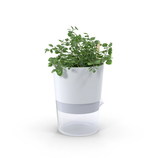 Oregano in Pot PNG & PSD Images
