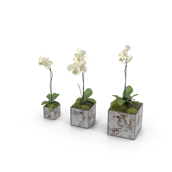 Orchids in Planters PNG & PSD Images