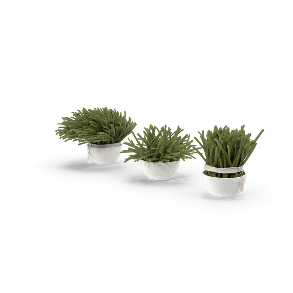 Potted Succulents PNG & PSD Images