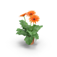 Orange Daisies in Clay Pot PNG & PSD Images