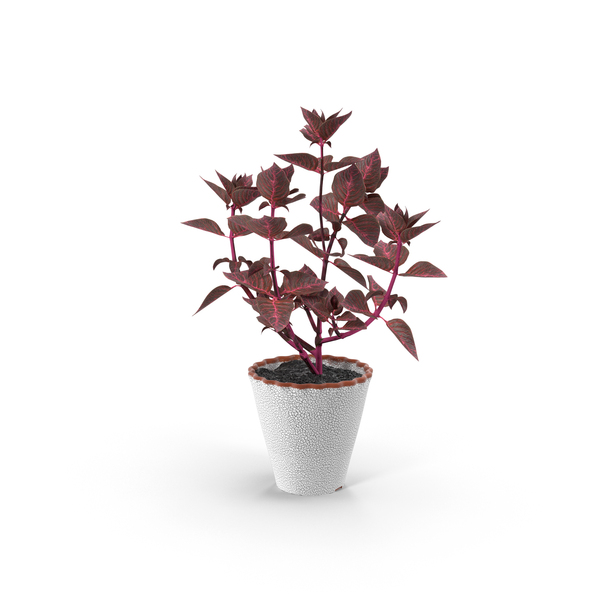 Potted Plant PNG & PSD Images