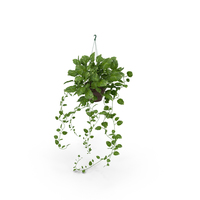Dangling Ivy in Red Pot PNG & PSD Images
