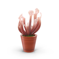 Pitcher Plants in Pot PNG & PSD Images