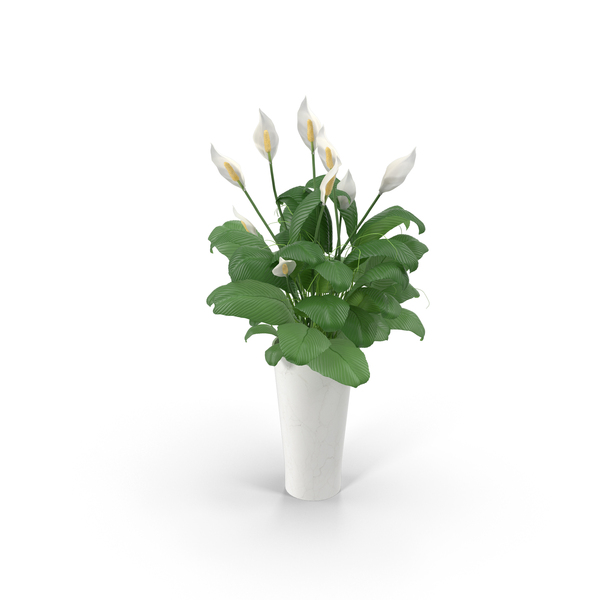 White Flowers in White Planter PNG & PSD Images