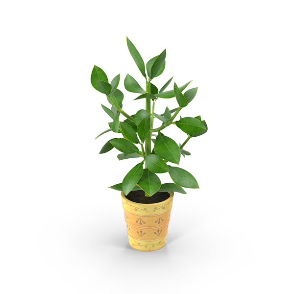 Small Tree in Planter PNG & PSD Images