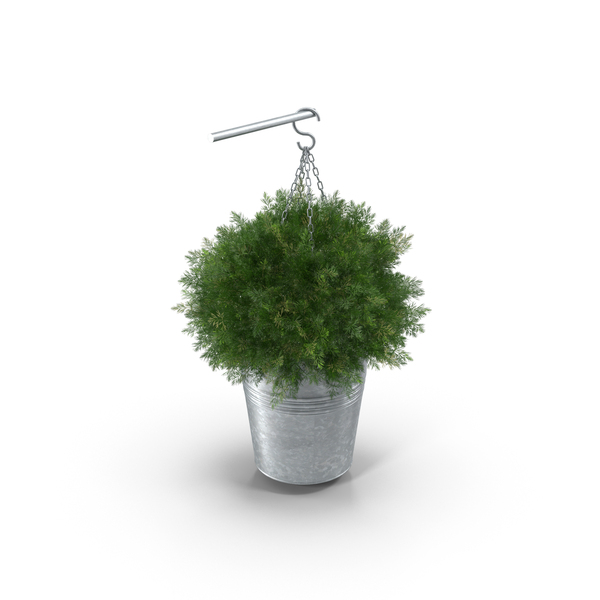 Small Hanging Plant PNG & PSD Images